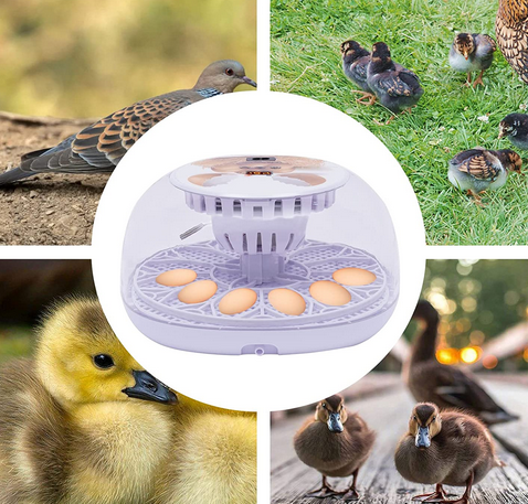 Eierinkubator, Temperaturkontrolle Hatching Machine Automatischer Inkubator für Hühnereier, Geflügel Hatcher